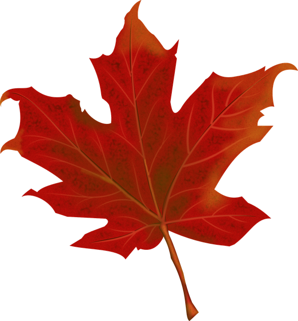leaf 984998 640